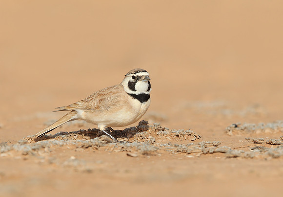 Temminck's Lark