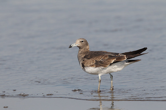 Sooty Gull