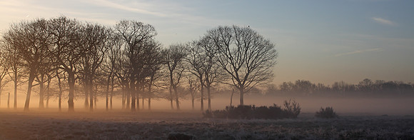 Wanstead Flats, West Cospe at dawn