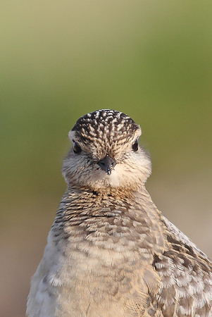 ​Dotterel