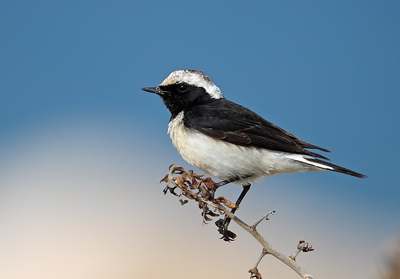 Cyprus Pied Wheatear