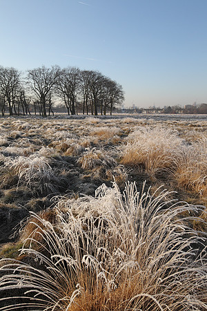 Wanstead Flats