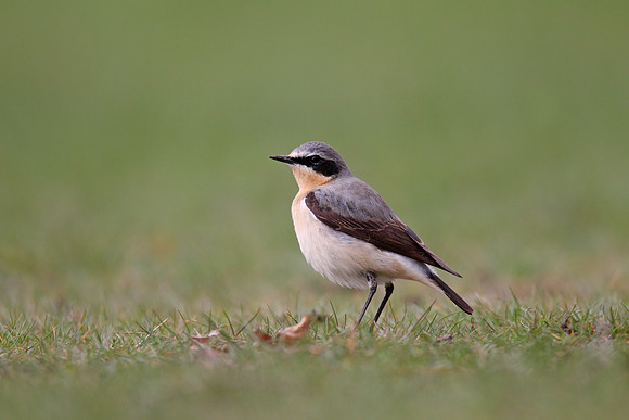 Northern Wheatear