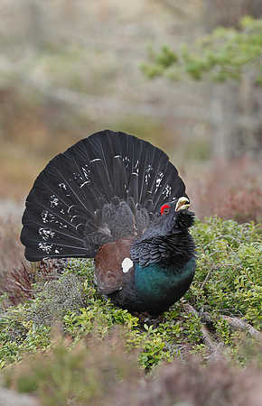 Capercaillie