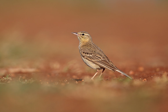 Tawny Pipit