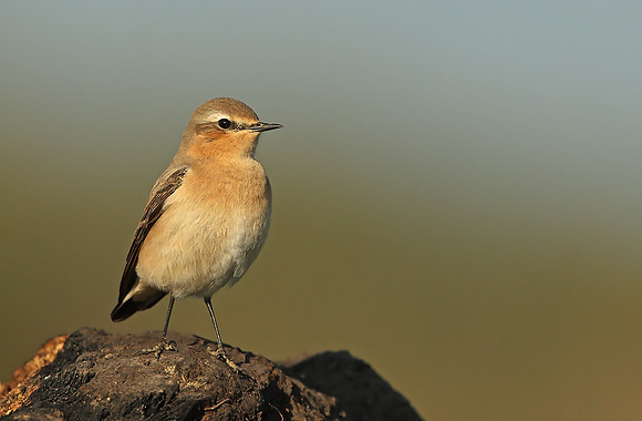 Northern Wheatear