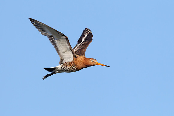 Black-tailed Godwit