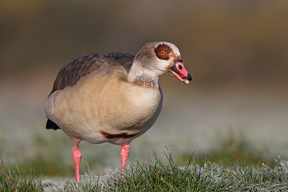 Egyptian Goose