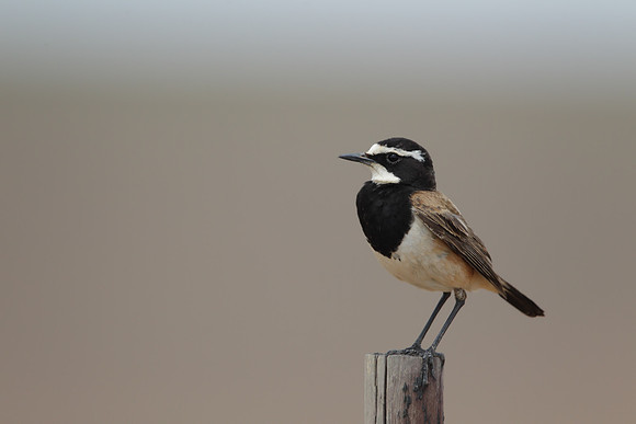 Capped Wheatear