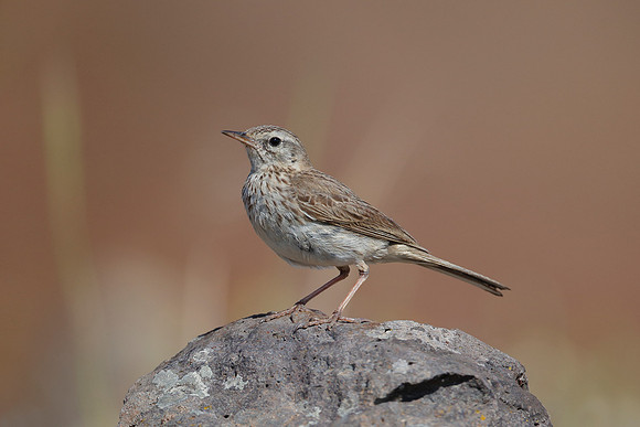 Berthelot's Pipit