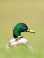 Ducks