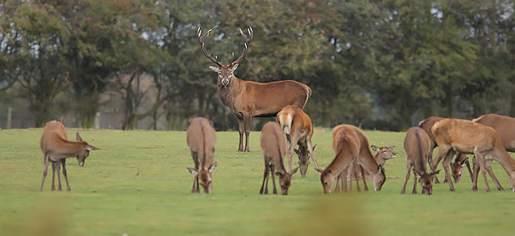 Red Deer