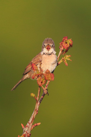 Whitethroat