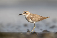 Greater Sandplover