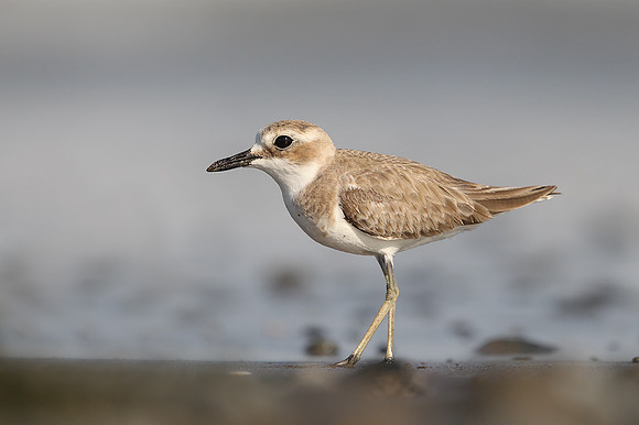 Greater Sandplover