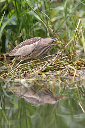 Little Bittern
