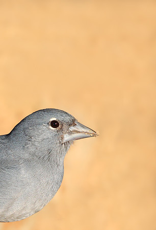 Blue Chaffinch