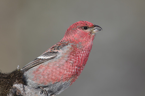 Pine Grosbeak