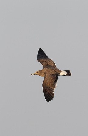 Sooty Gull