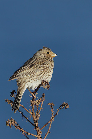 Corn Bunting