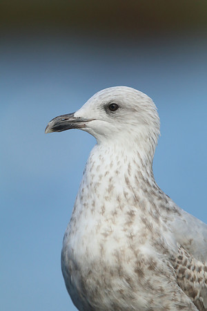 Herring Gull