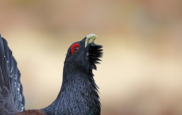 Capercaillie