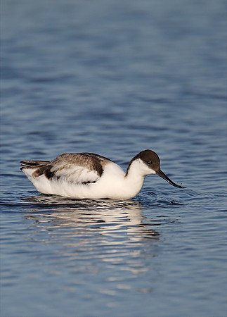 Avocet