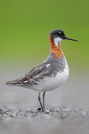 Red-necked Phalarope