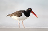 American Oystercatcher