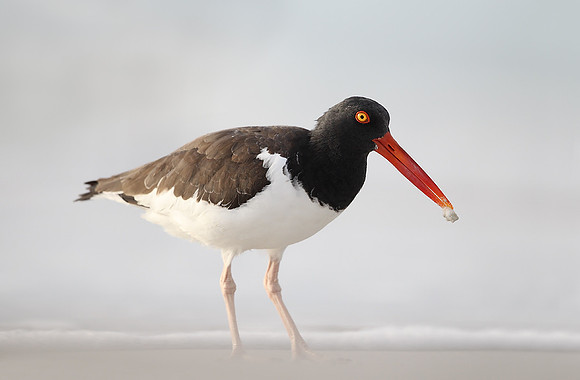 American Oystercatcher