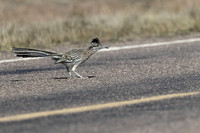 Greater Roadrunner