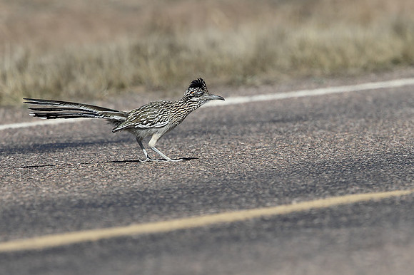 Greater Roadrunner
