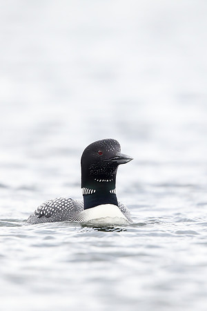 Great Northern Diver