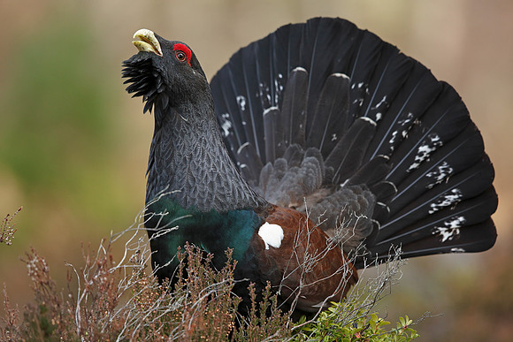 Capercaillie