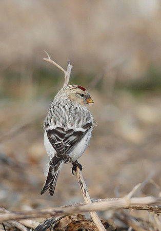 Hornemann's Arctic Redpoll