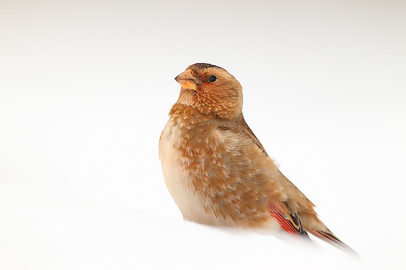 Crimson-winged Finch
