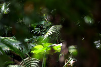 Rainforest #2
