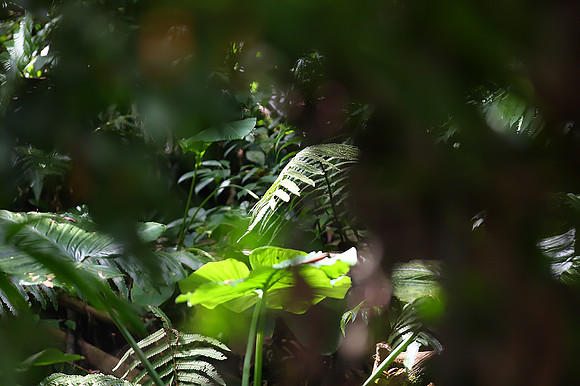 Rainforest #2