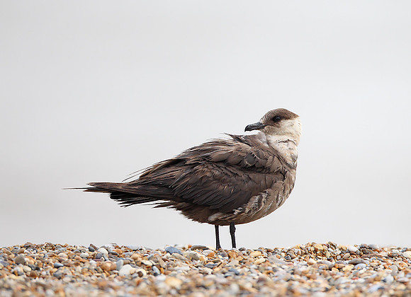 Arctic Skua