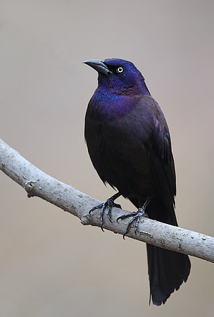 Common Grackle