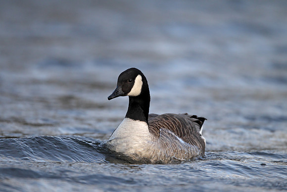 Canada Goose
