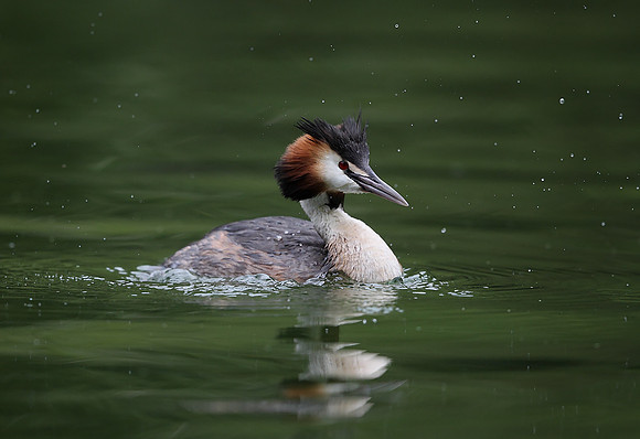 Great Crested Grebe