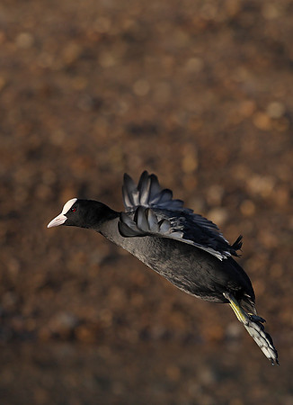 Coot