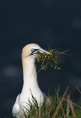 Gannet
