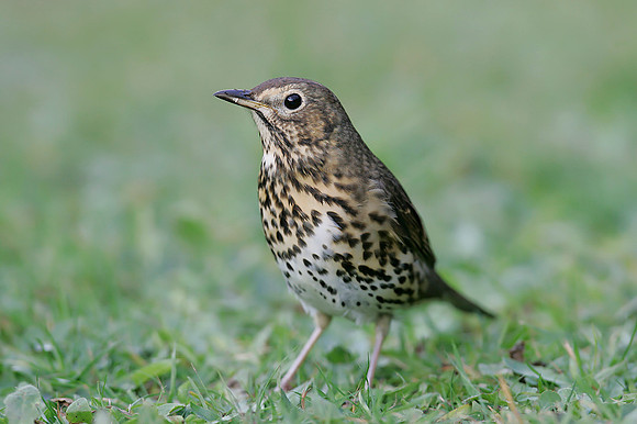 Song Thrush