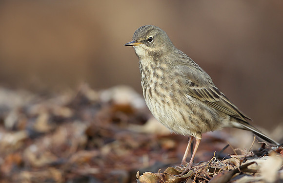 Rock Pipit