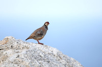 Chukar Partridge