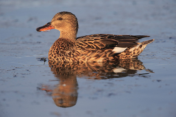 Gadwall