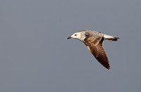 Heuglin's Gull