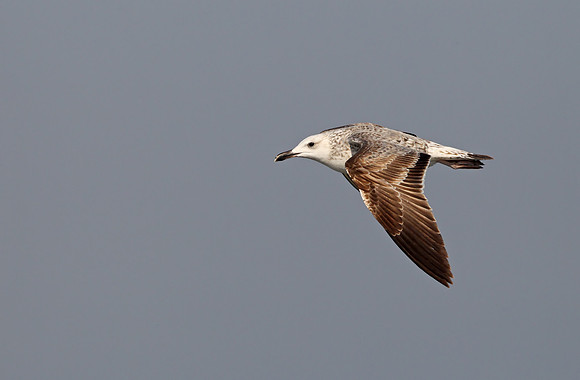 Heuglin's Gull